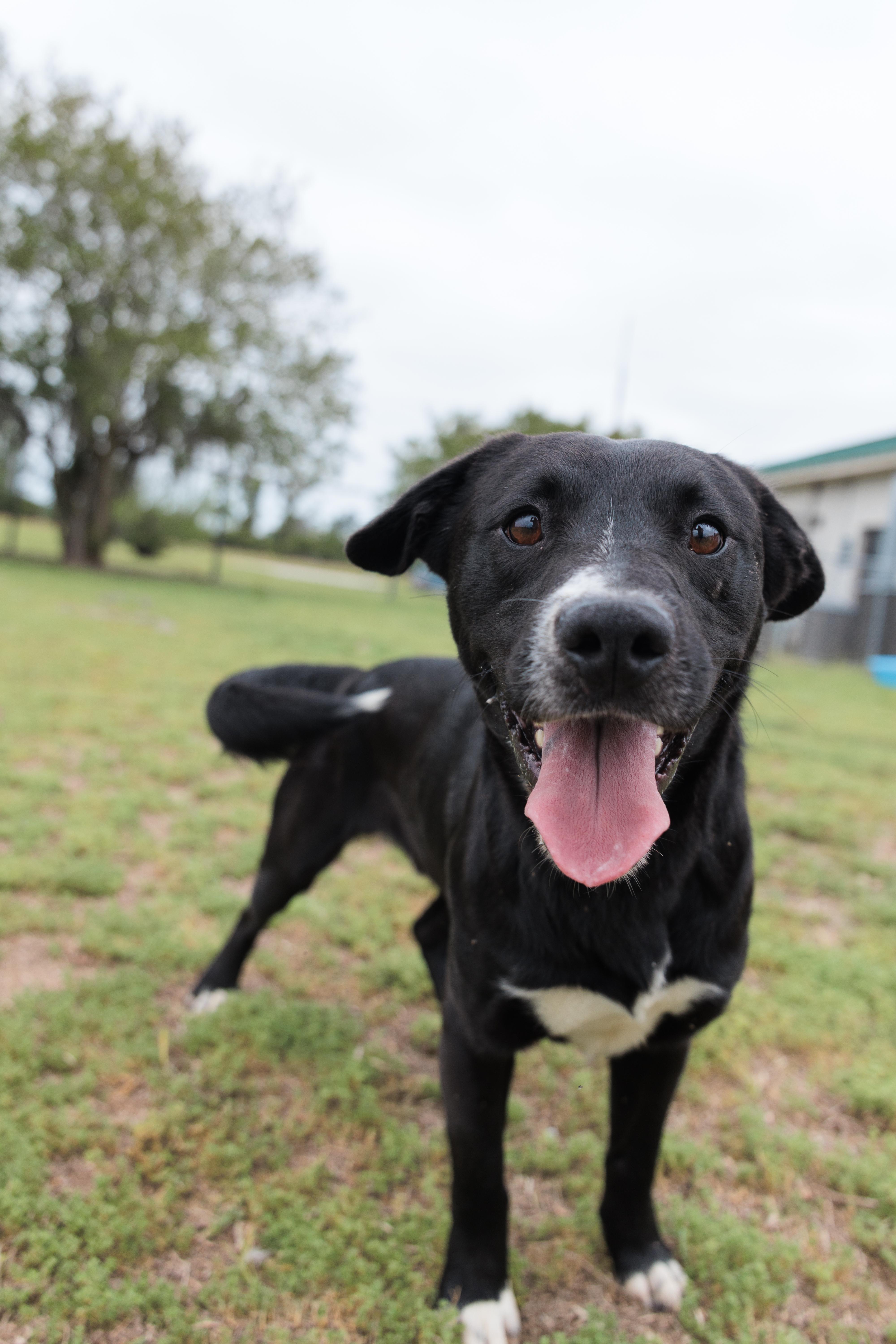 Avery, ADOPTABLE, Young Male Border Collie.