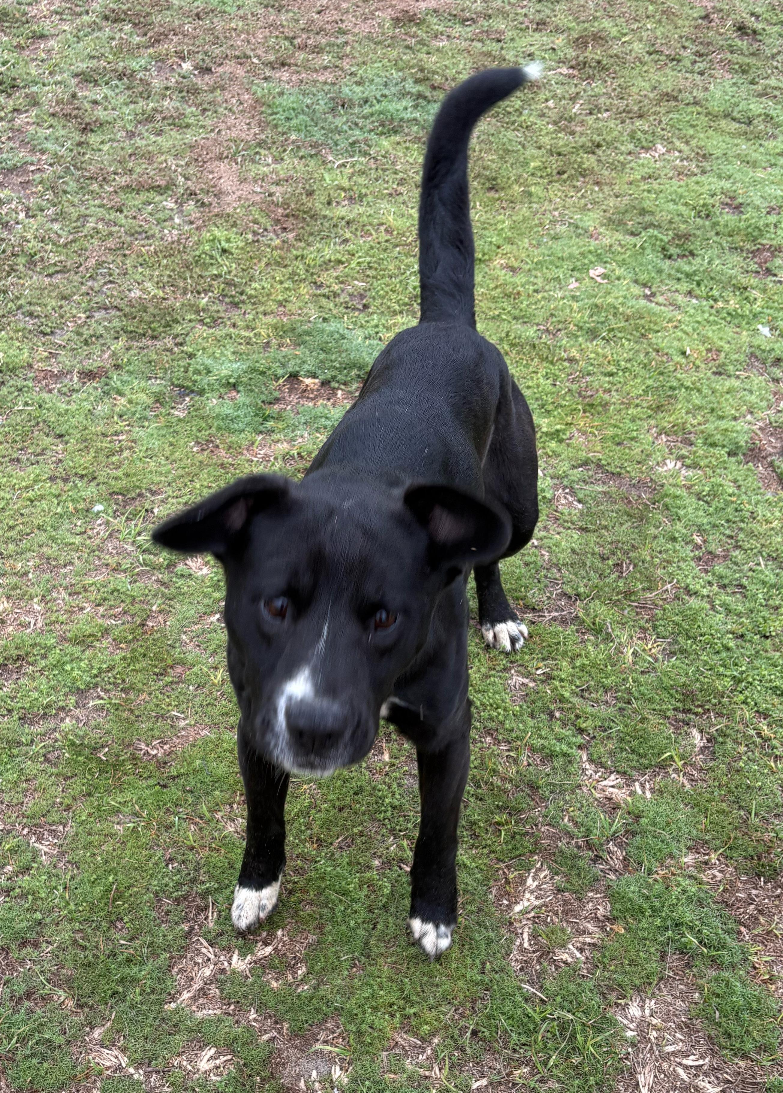 Enlarge Avery, a ADOPTABLE mixed breed in Valdosta, GA image 5/5