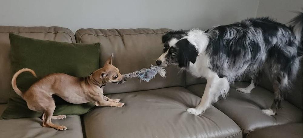 Noodles, Adoptable, Adult Female Chihuahua.