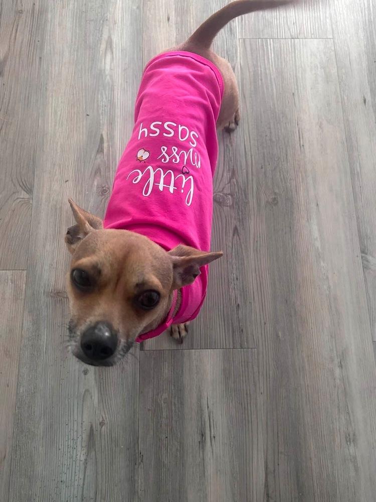 Enlarge Noodles, a Adoptable mixed breed in Middletown, CT image 2/6