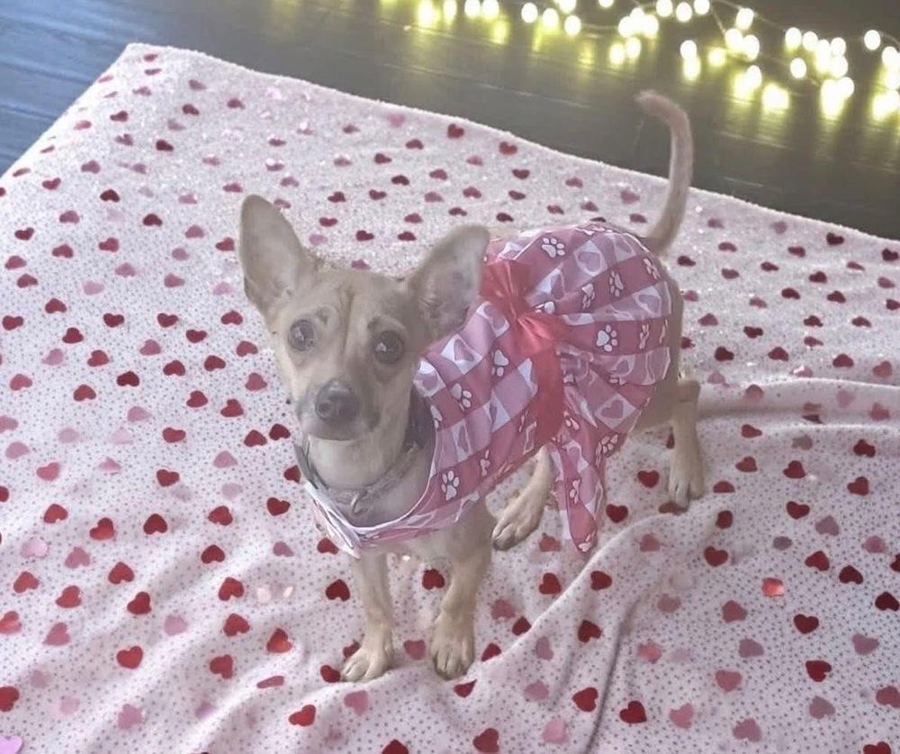 Enlarge Noodles, a Adoptable mixed breed in Middletown, CT image 2/4