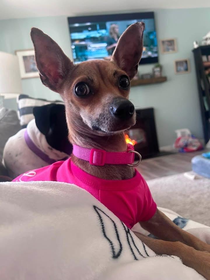 Enlarge Noodles, a Adoptable mixed breed in Middletown, CT image 4/6