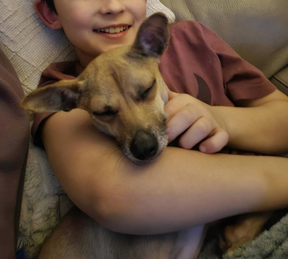 Enlarge Noodles, a Adoptable mixed breed in Middletown, CT image 3/4