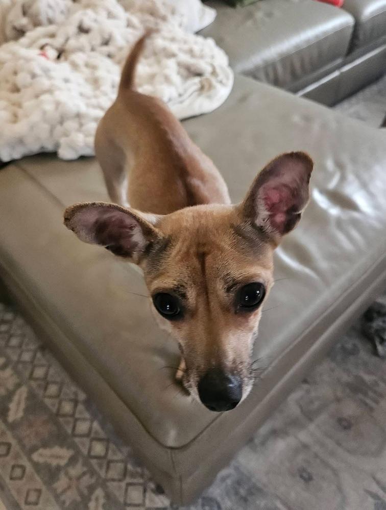 Enlarge Noodles, a Adoptable mixed breed in Middletown, CT image 4/4