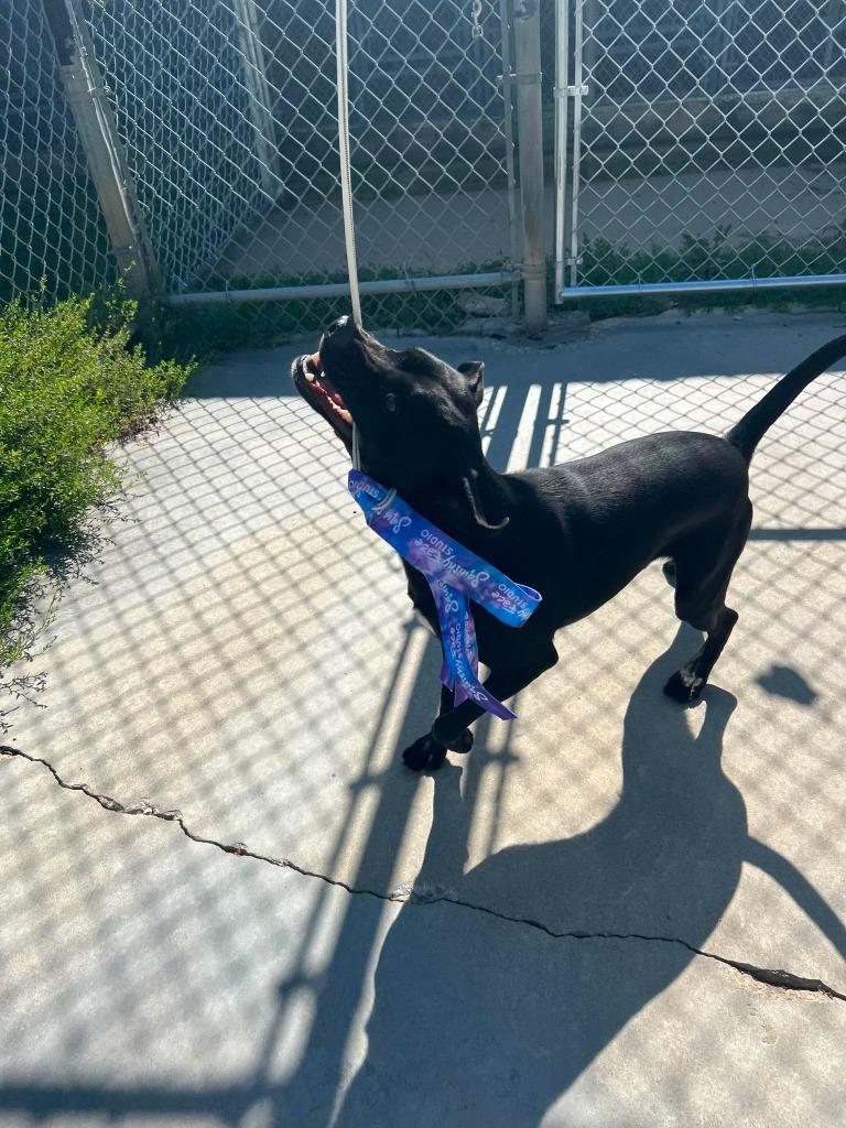 Enlarge Scout, a Adoptable Labrador Retriever in Ogdensburg, NY image 1/6