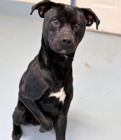 Scout, Adoptable, Young Male Labrador Retriever.