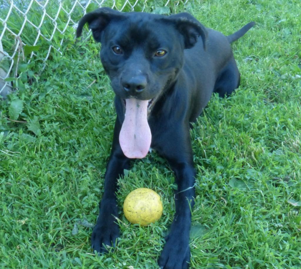 Scout, a Adoptable Labrador Retriever in Ogdensburg, NY image 2/4