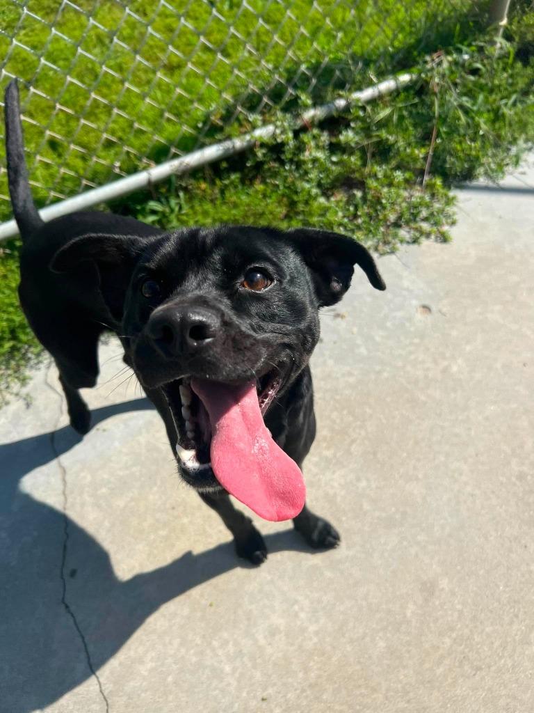Enlarge Scout, a Adoptable Labrador Retriever in Ogdensburg, NY image 4/6