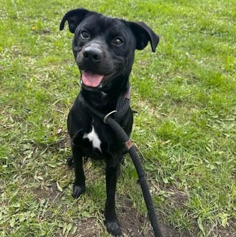 Scout, a Adoptable Labrador Retriever in Ogdensburg, NY image 2/2