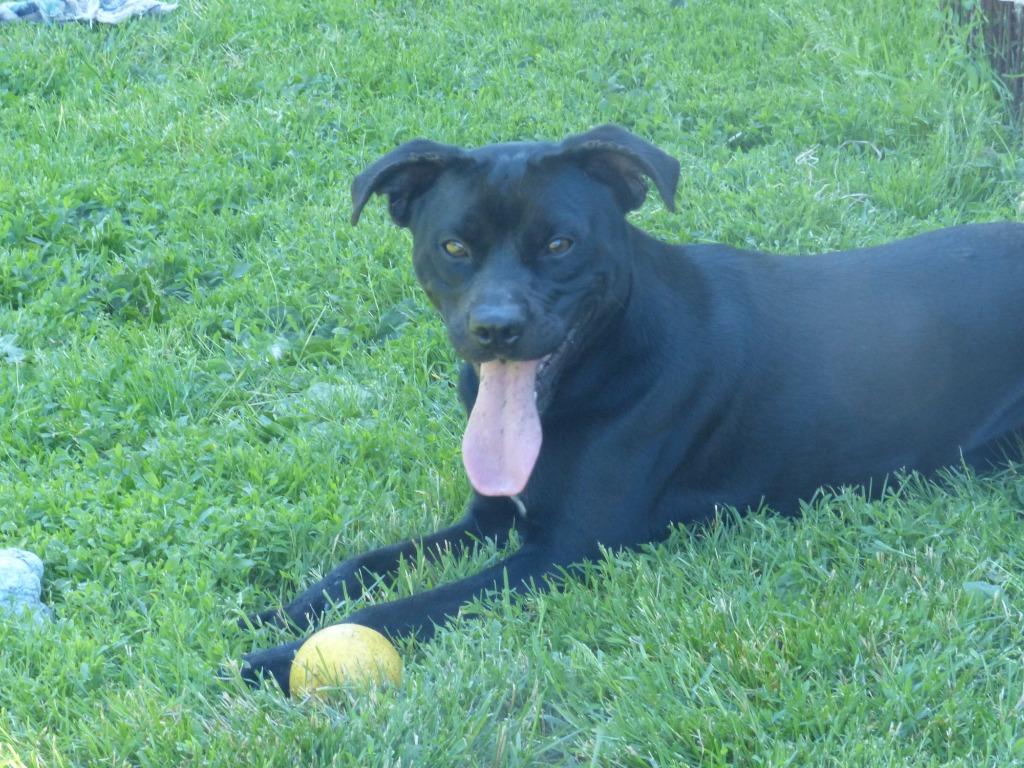 Scout, a Adoptable Labrador Retriever in Ogdensburg, NY image 4/4