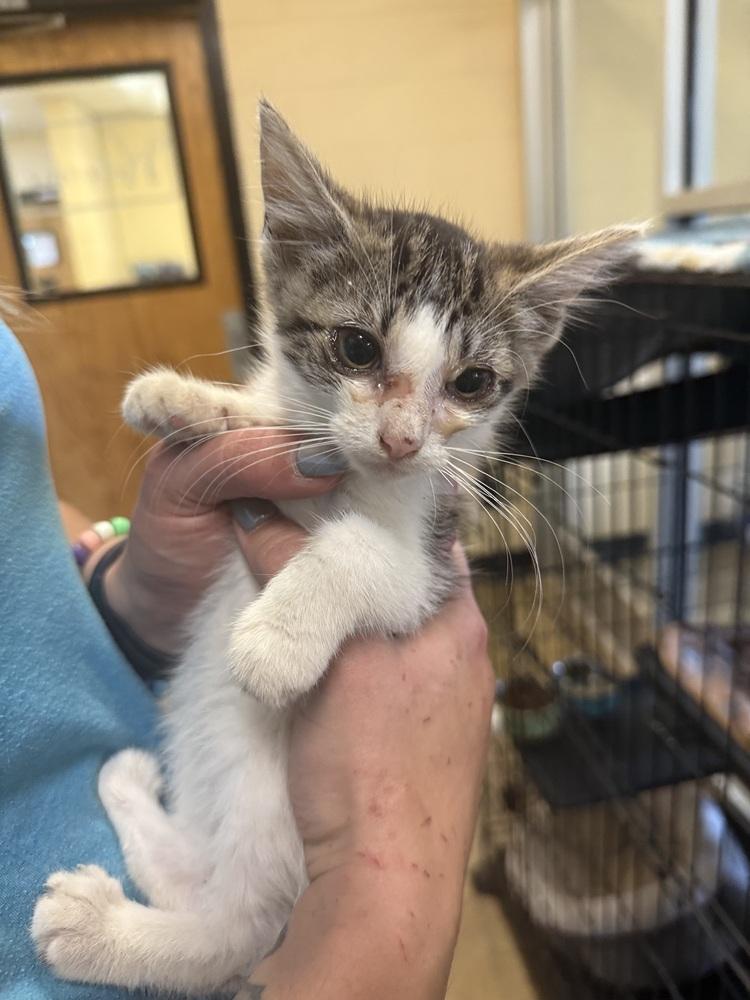 Boo 23C-0210, Adoptable, Kitten Female Domestic Medium Hair.