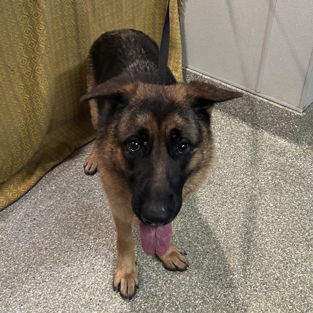Millie*, Adoptable, Adult Female Shepherd.