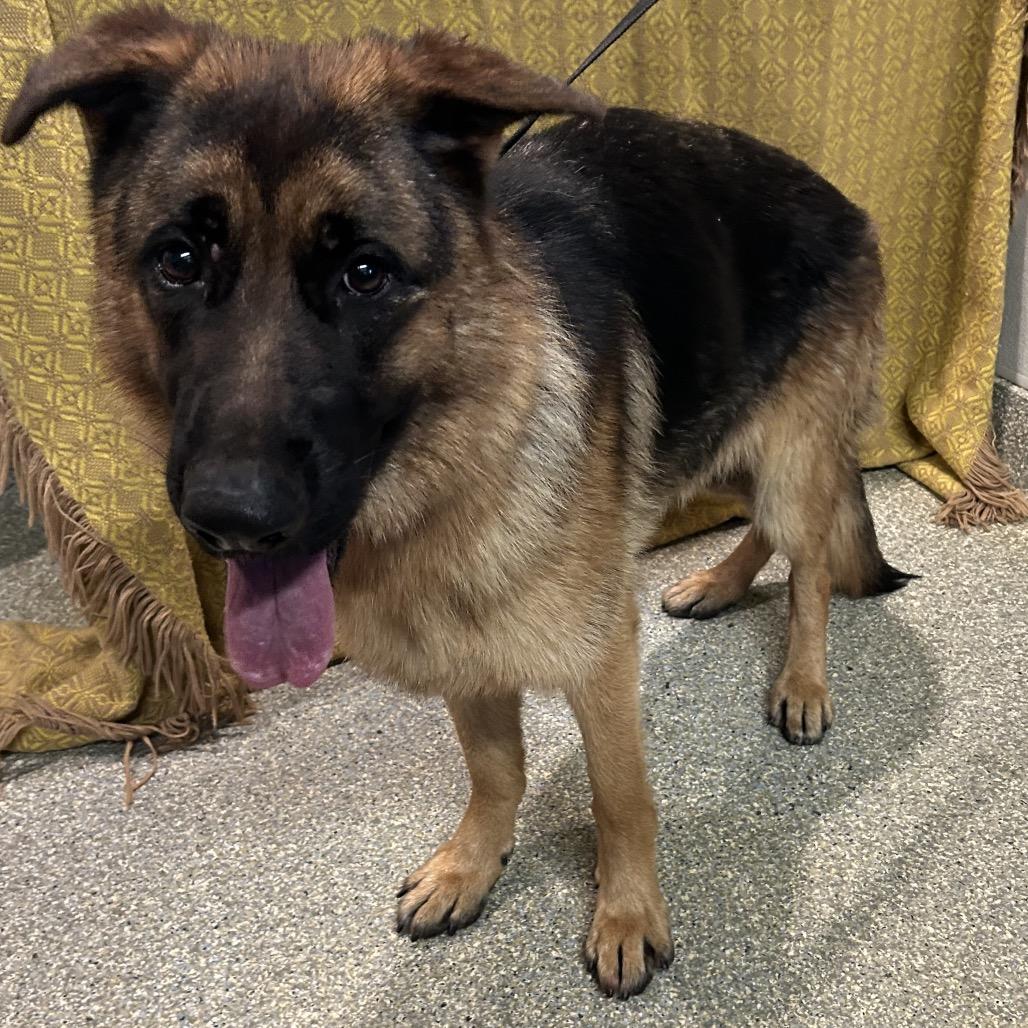 Millie*, a Adoptable Shepherd in San Gabriel, CA image 2/3