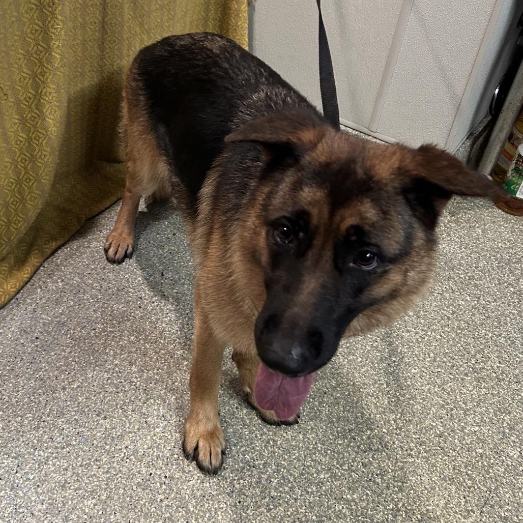 Millie*, a Adoptable Shepherd in San Gabriel, CA image 3/3