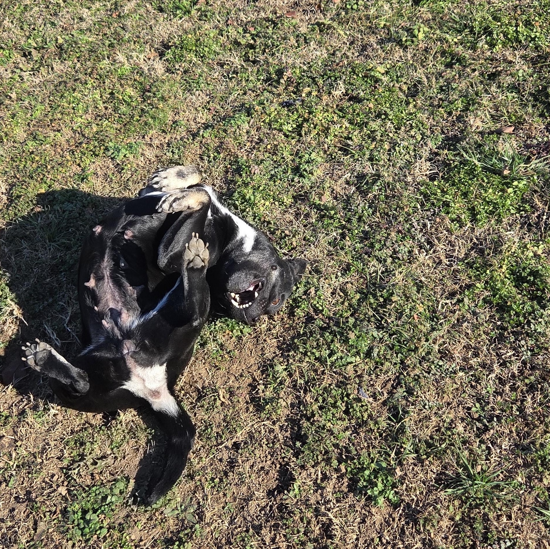 Enlarge Onyx, a Adoptable mixed breed in Owasso, OK image 4/5