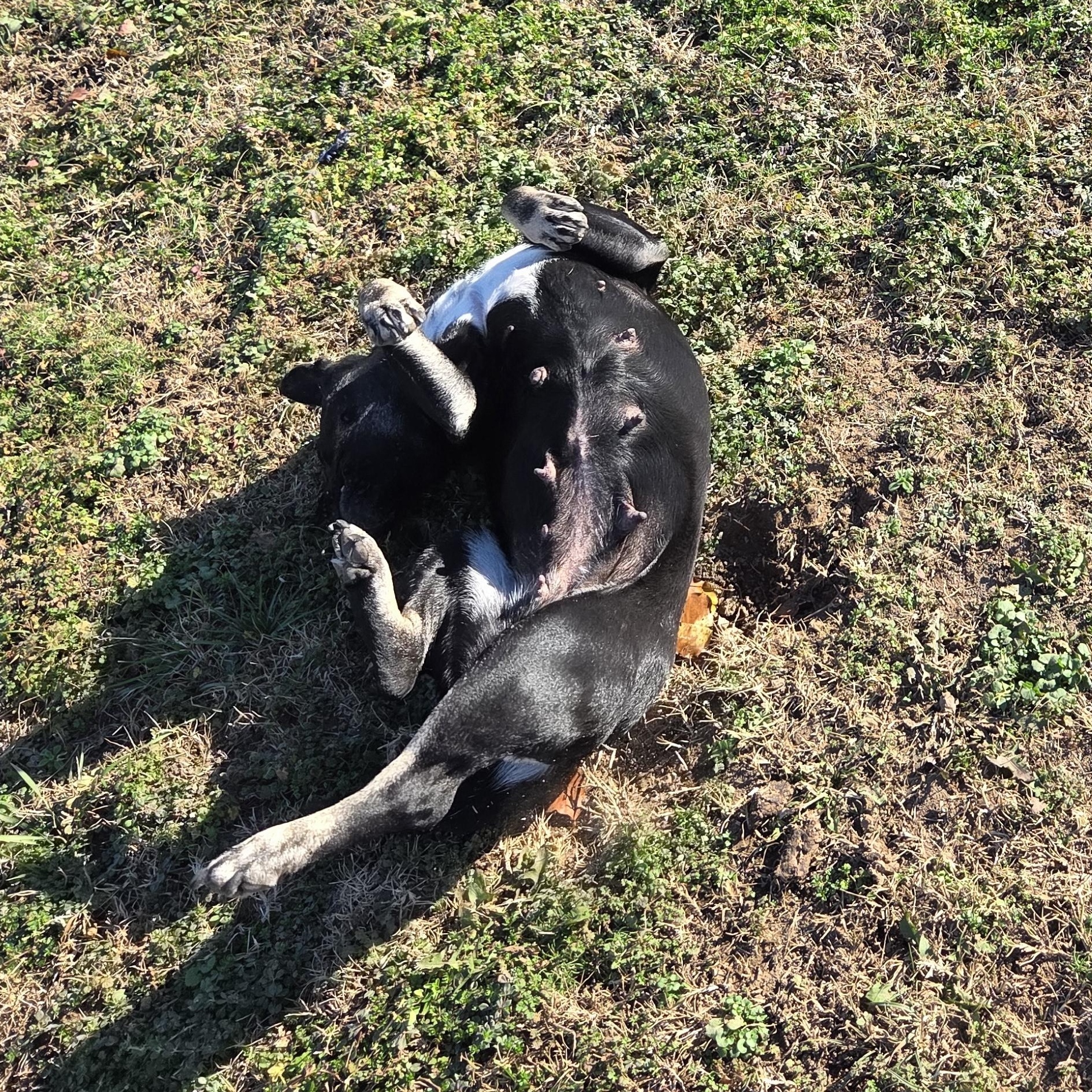 Enlarge Onyx, a Adoptable mixed breed in Owasso, OK image 5/5