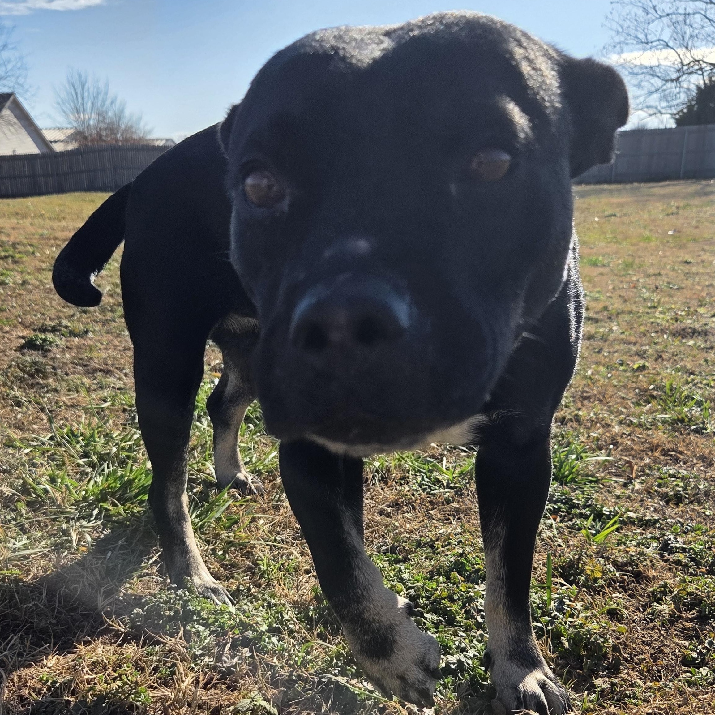 Enlarge Onyx, a Adoptable mixed breed in Owasso, OK image 2/5