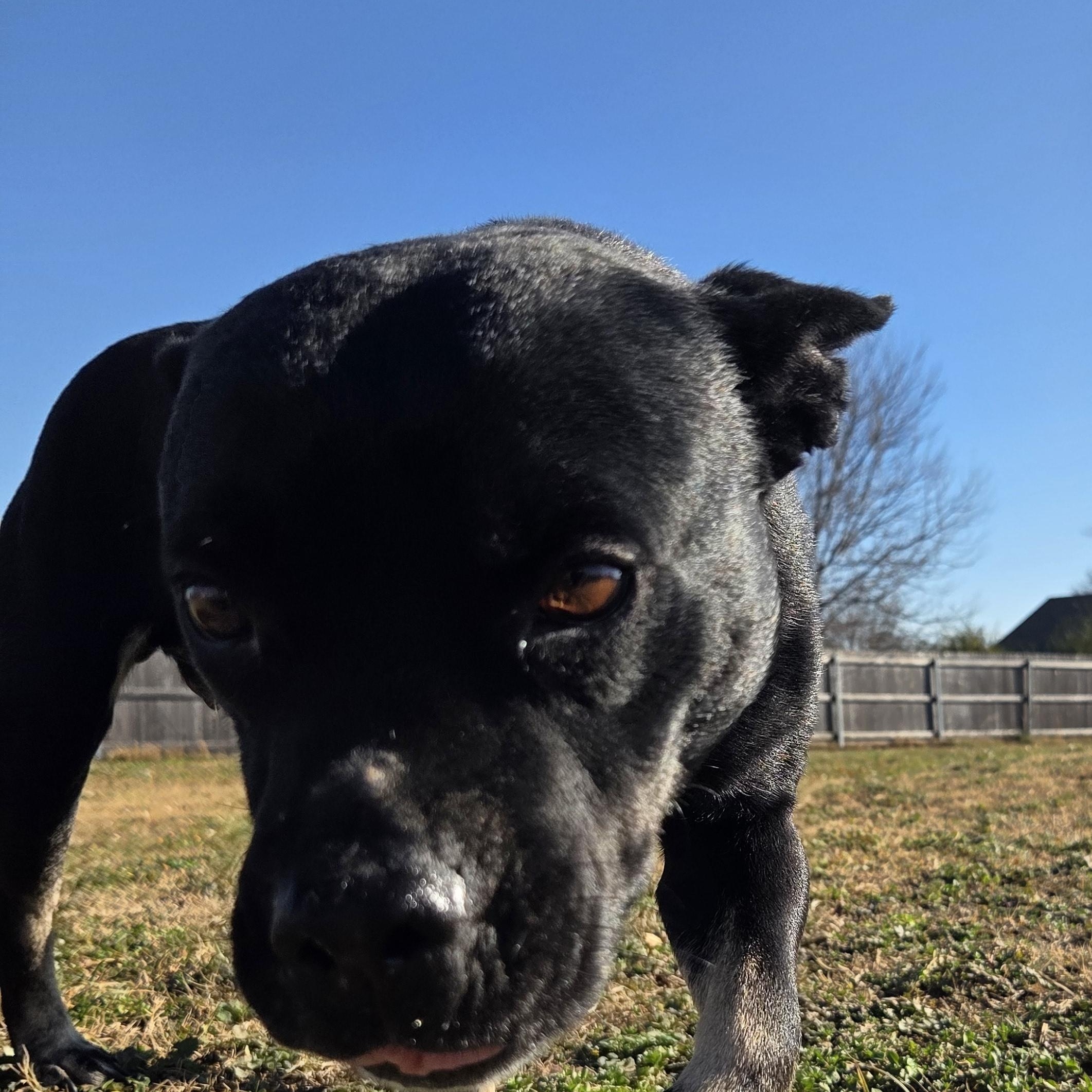 Onyx, Adoptable, Adult Female French Bulldog & Pit Bull Terrier.
