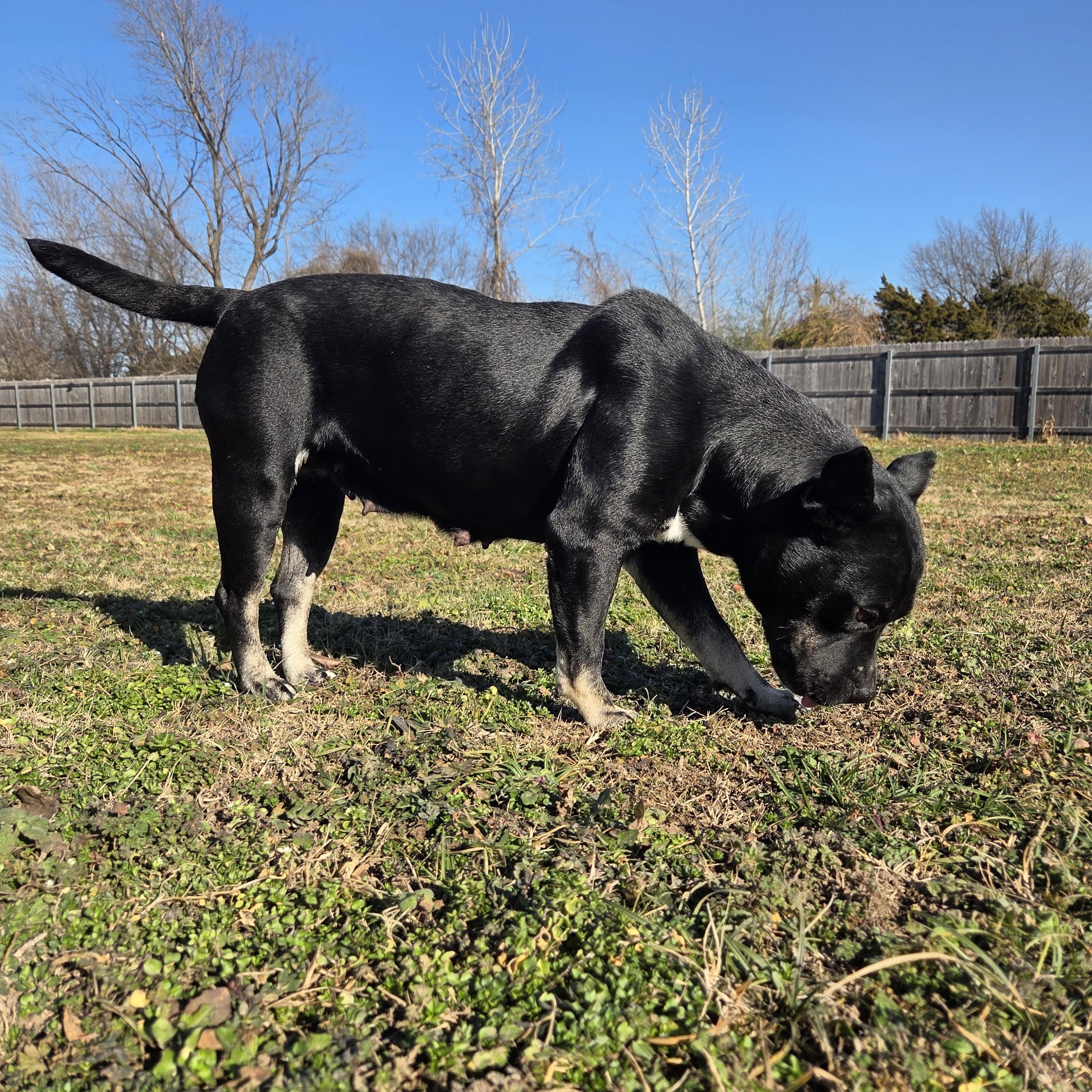 Enlarge Onyx, a Adoptable mixed breed in Owasso, OK image 3/5