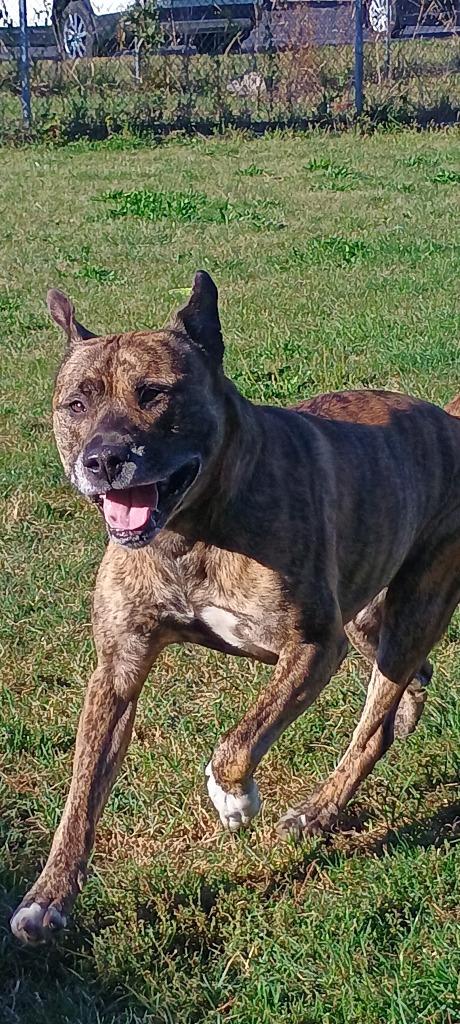 Laser, Adoptable, Adult Male Pit Bull Terrier & Hound.