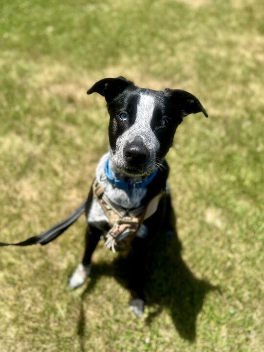 Tater, a ADOPTABLE Mixed Breed in Jackson, MI image 5/6