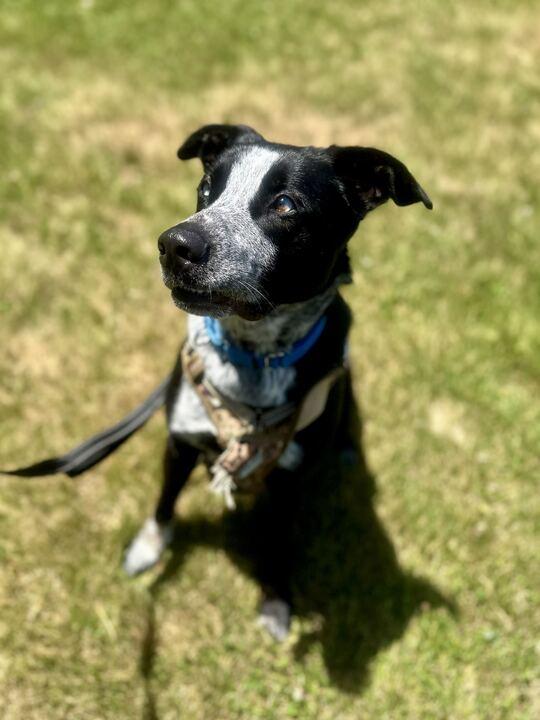 Tater, a ADOPTABLE Mixed Breed in Jackson, MI image 6/6