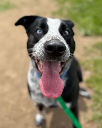 Tater, a ADOPTABLE Mixed Breed in Jackson, MI image 1/4