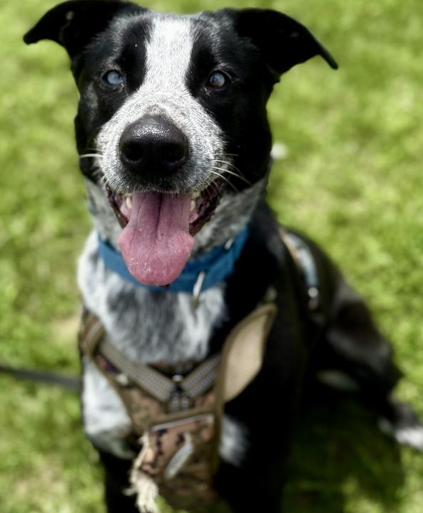 Enlarge Tater, a ADOPTABLE Mixed Breed in Jackson, MI image 2/6