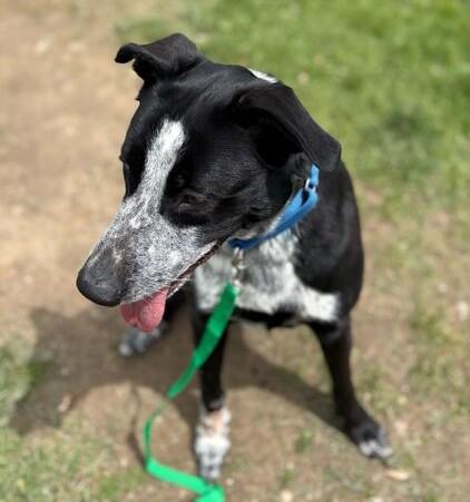 Tater, a ADOPTABLE Mixed Breed in Jackson, MI image 4/4