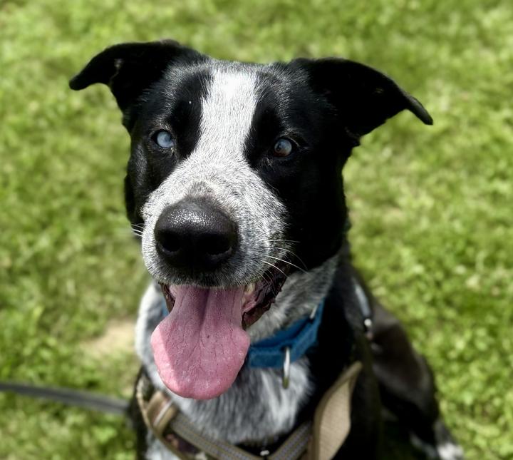 Tater, ADOPTABLE, Young Male Mixed Breed.