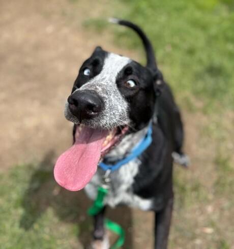 Tater, a ADOPTABLE Mixed Breed in Jackson, MI image 2/4