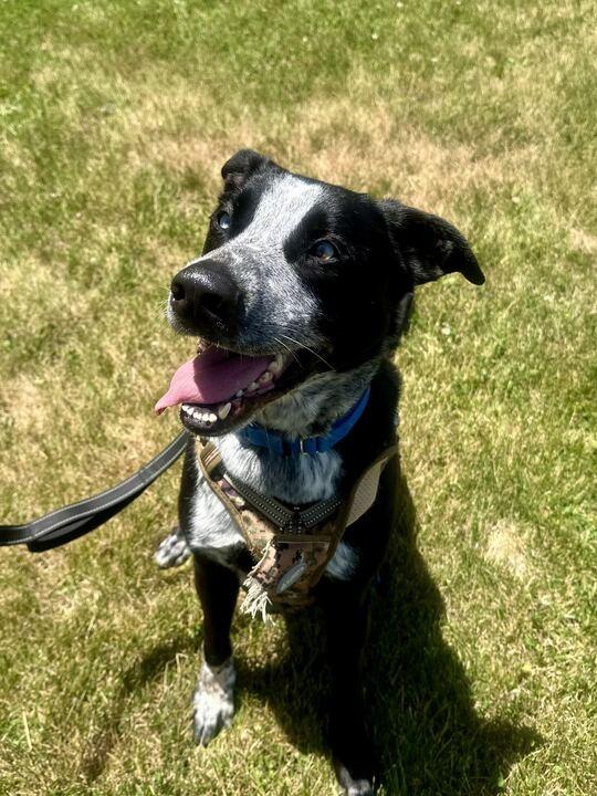 Tater, a ADOPTABLE Mixed Breed in Jackson, MI image 2/6