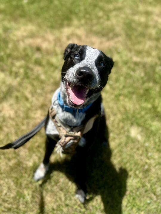 Tater, ADOPTABLE, Young Male Mixed Breed.