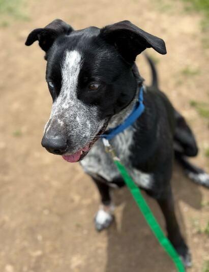Tater, a ADOPTABLE Mixed Breed in Jackson, MI image 3/4