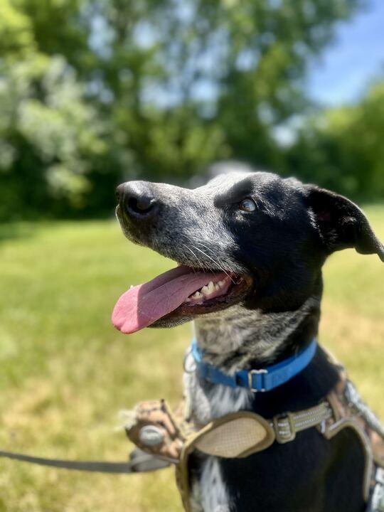 Tater, a ADOPTABLE Mixed Breed in Jackson, MI image 4/6