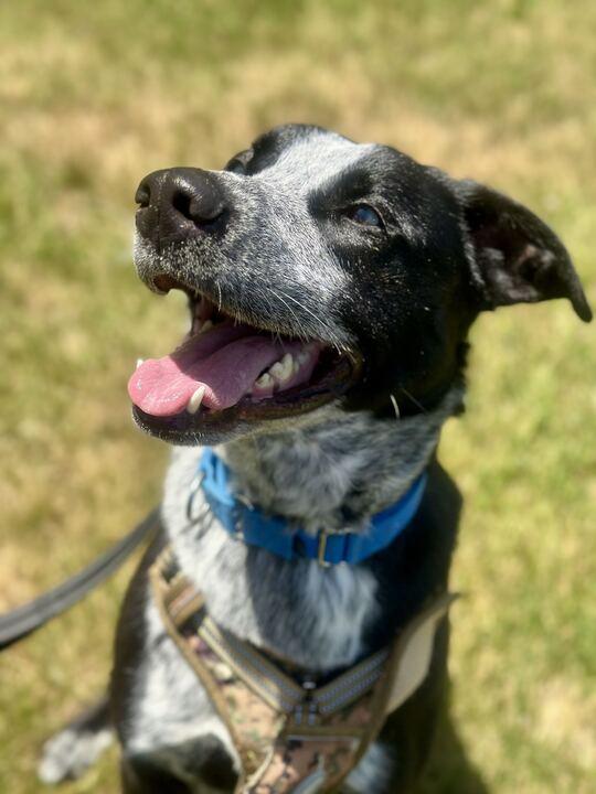 Tater, a ADOPTABLE Mixed Breed in Jackson, MI image 3/6
