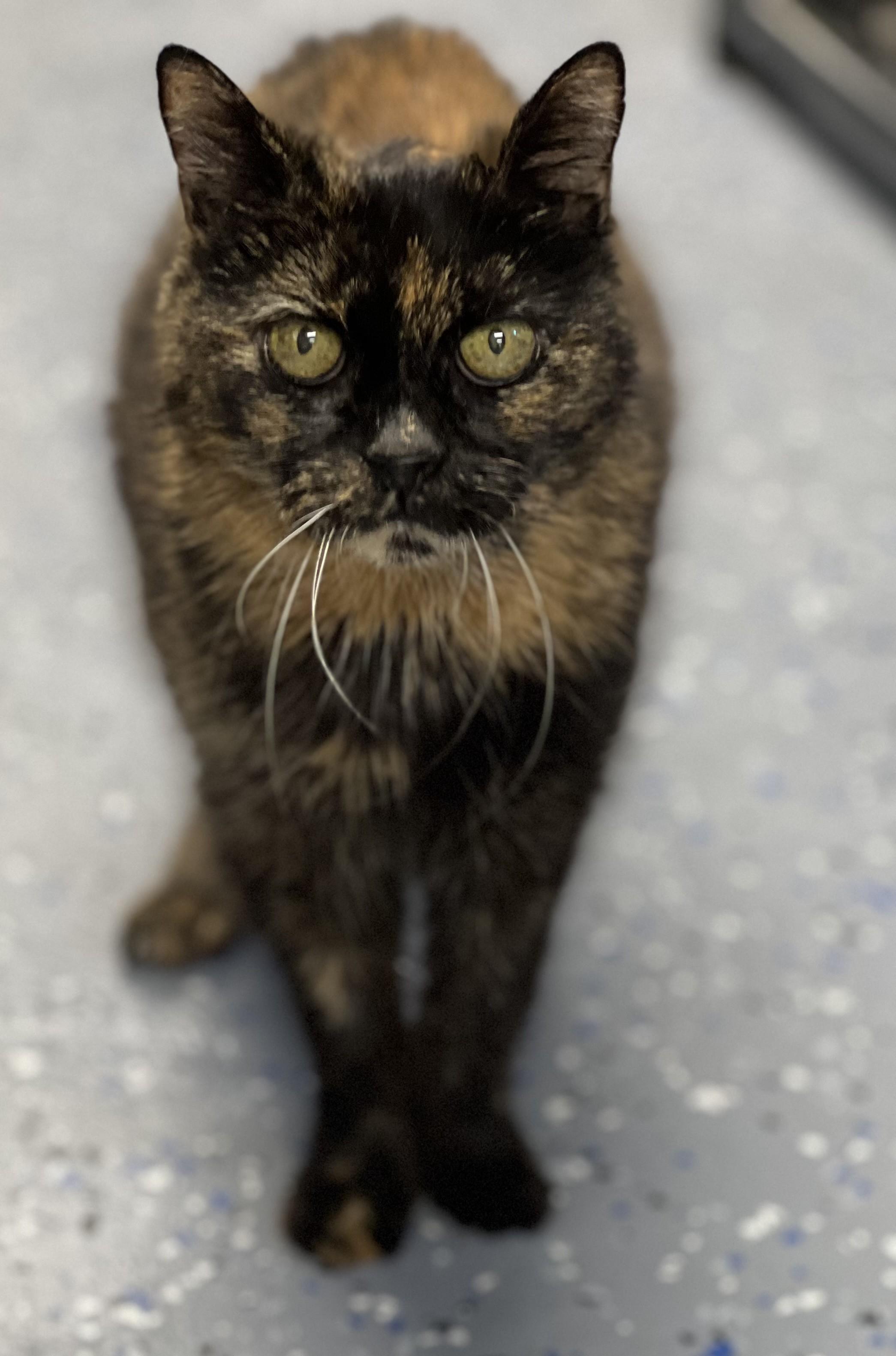 Coco, Senior Female unknown
