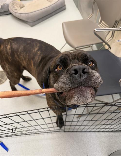 RAMZI, Adoptable, Adult Male Mastiff.