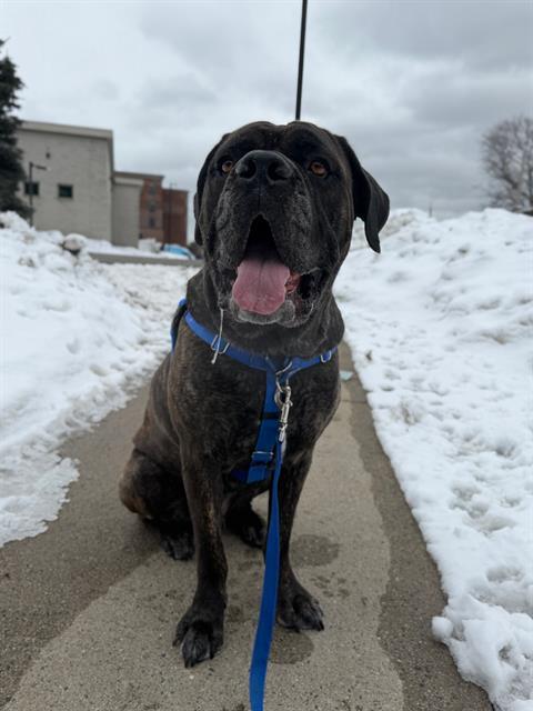 RAMZI, Adoptable, Adult Male Mastiff.