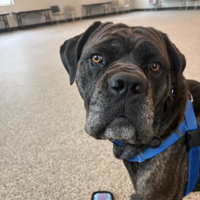 RAMZI, Adoptable, Adult Male Mastiff.