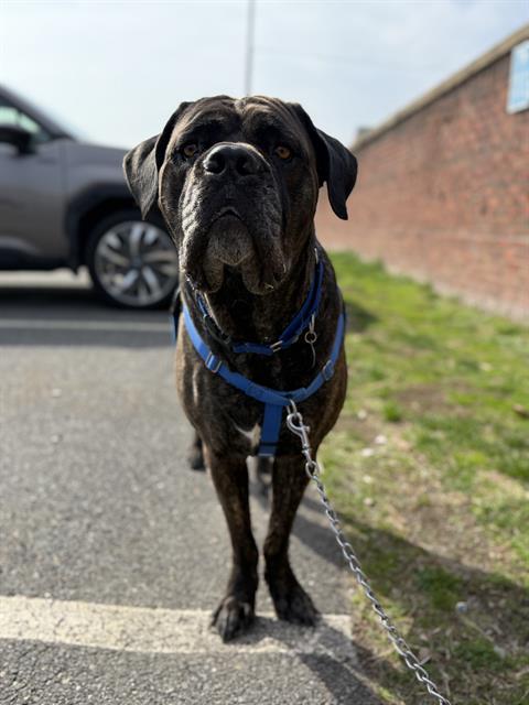 RAMZI, Adoptable, Adult Male Mastiff.