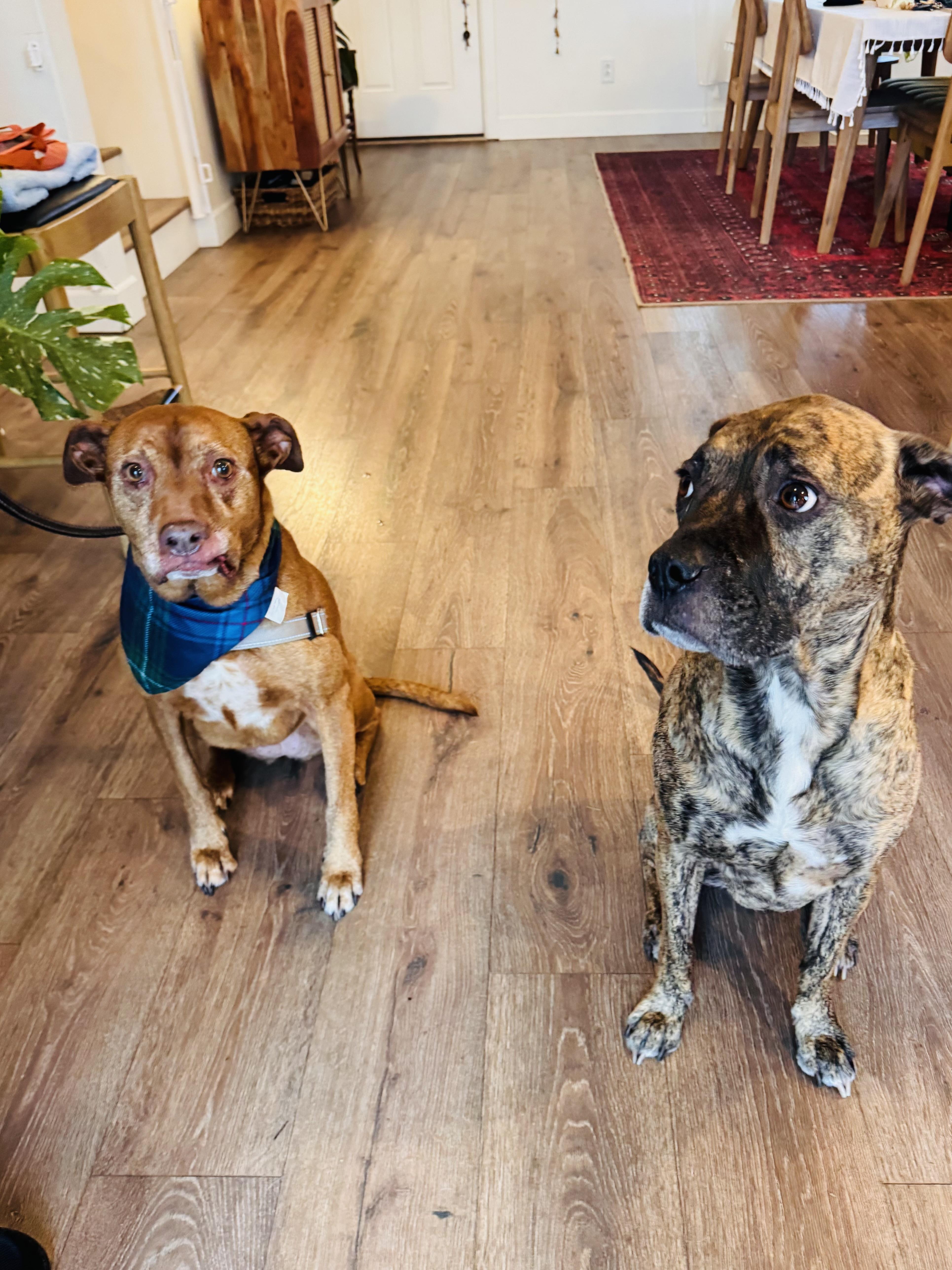 Enlarge Marley, a Adoptable mixed breed in Port Angeles, WA image 5/6