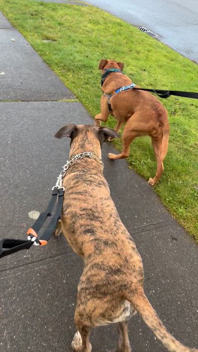 Enlarge Marley, a Adoptable mixed breed in Port Angeles, WA video 4/6