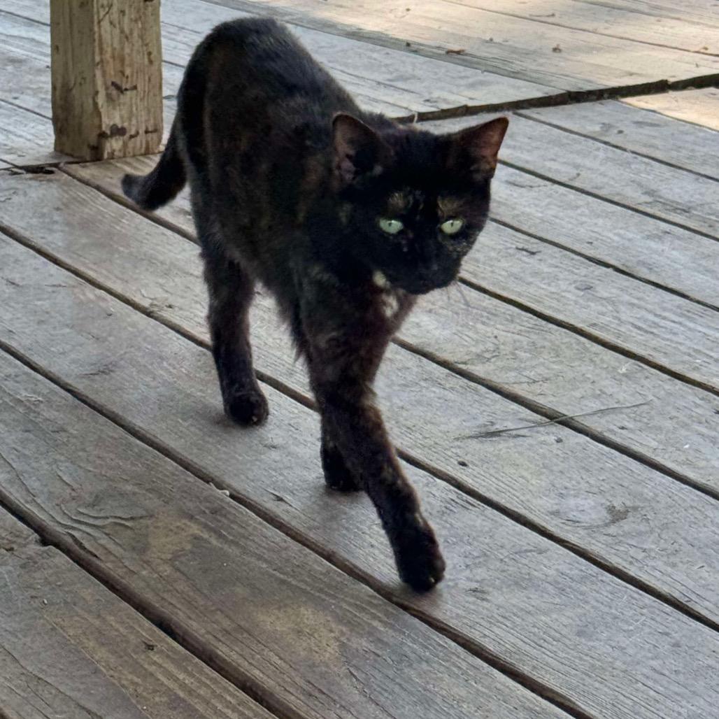 Quinnie, Adoptable, Adult Female Domestic Short Hair.