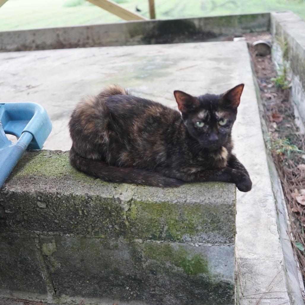 Enlarge Quinnie, a Adoptable Domestic Short Hair in Nashville, GA image 2/5