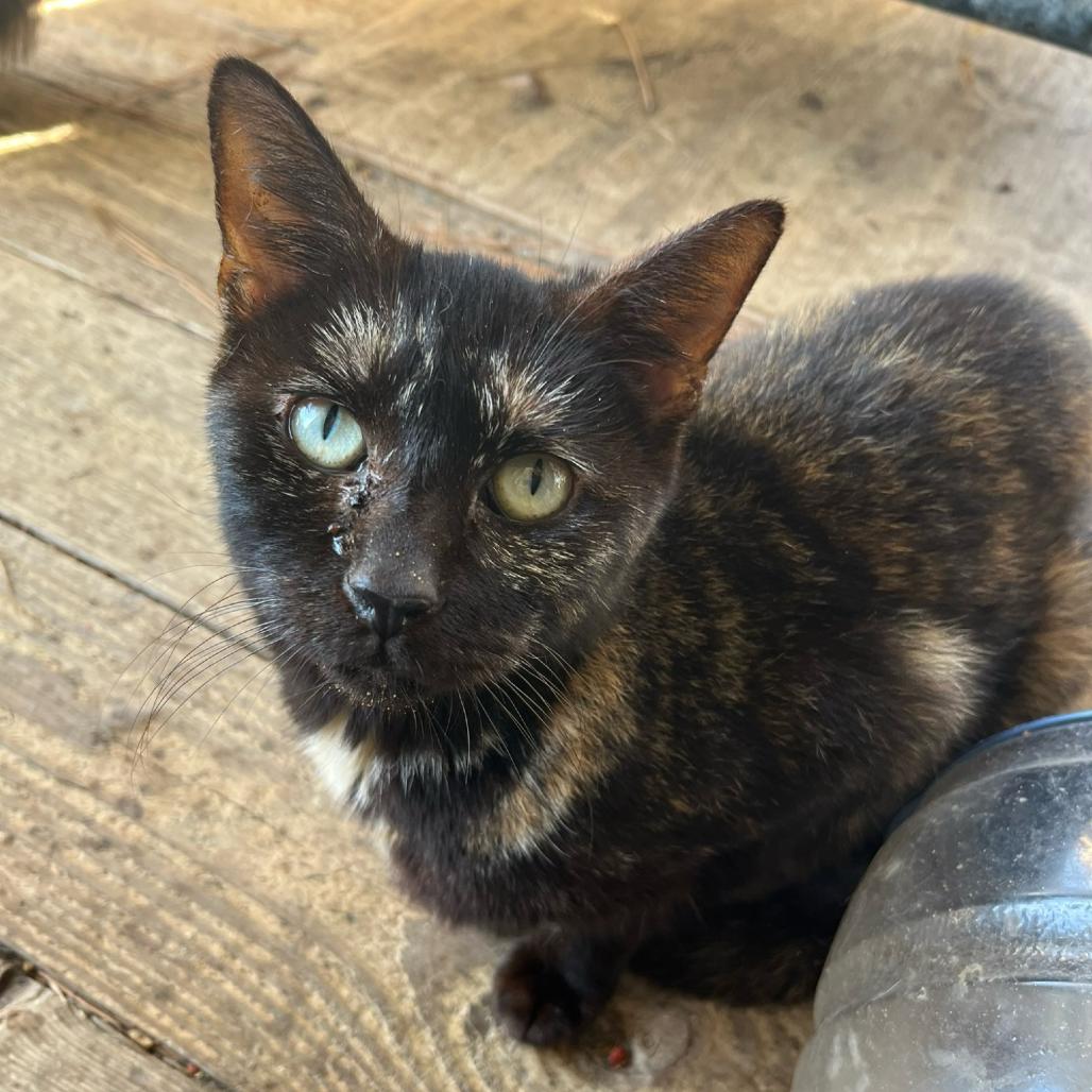 Enlarge Quinnie, a Adoptable Domestic Short Hair in Nashville, GA image 3/5