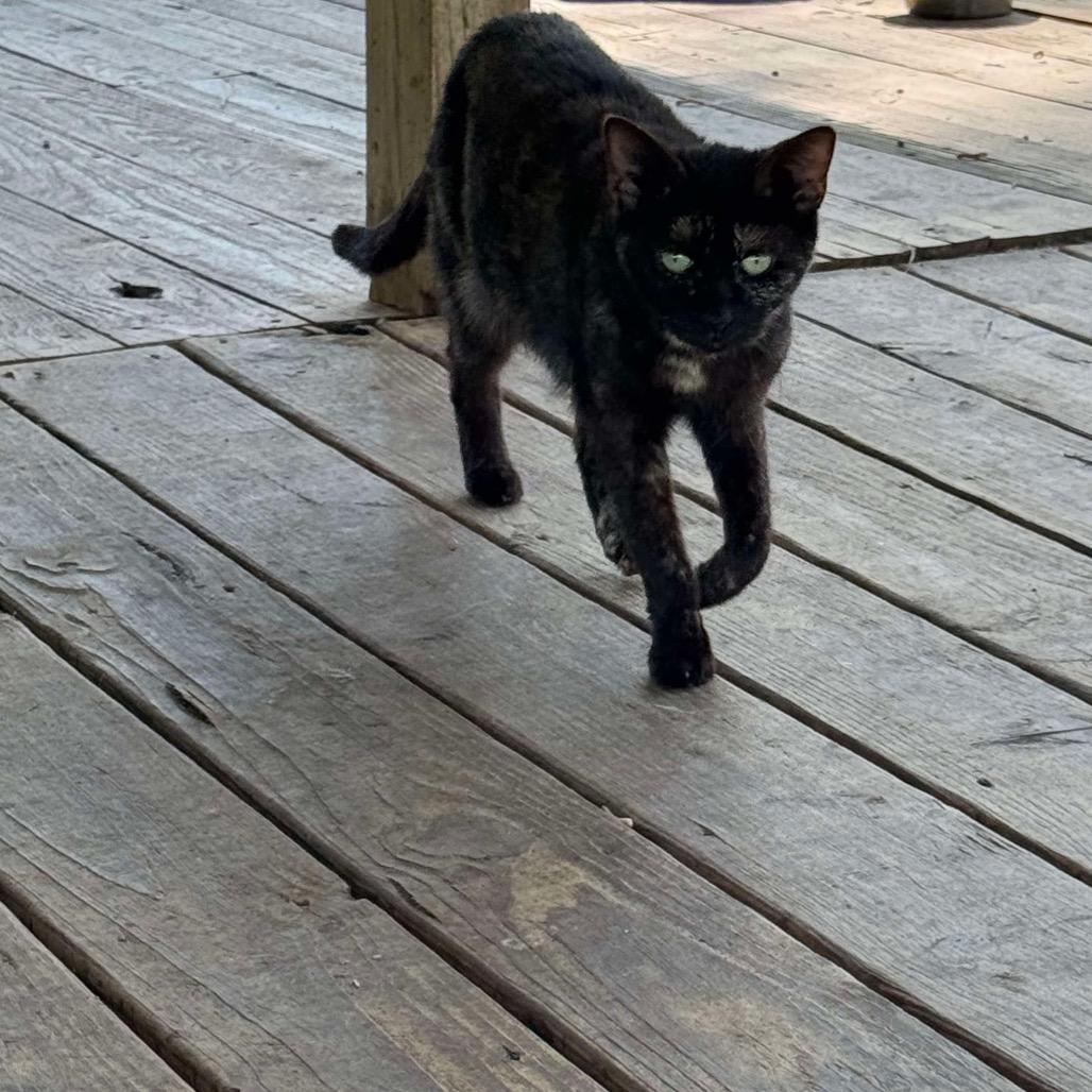 Enlarge Quinnie, a Adoptable Domestic Short Hair in Nashville, GA image 4/5