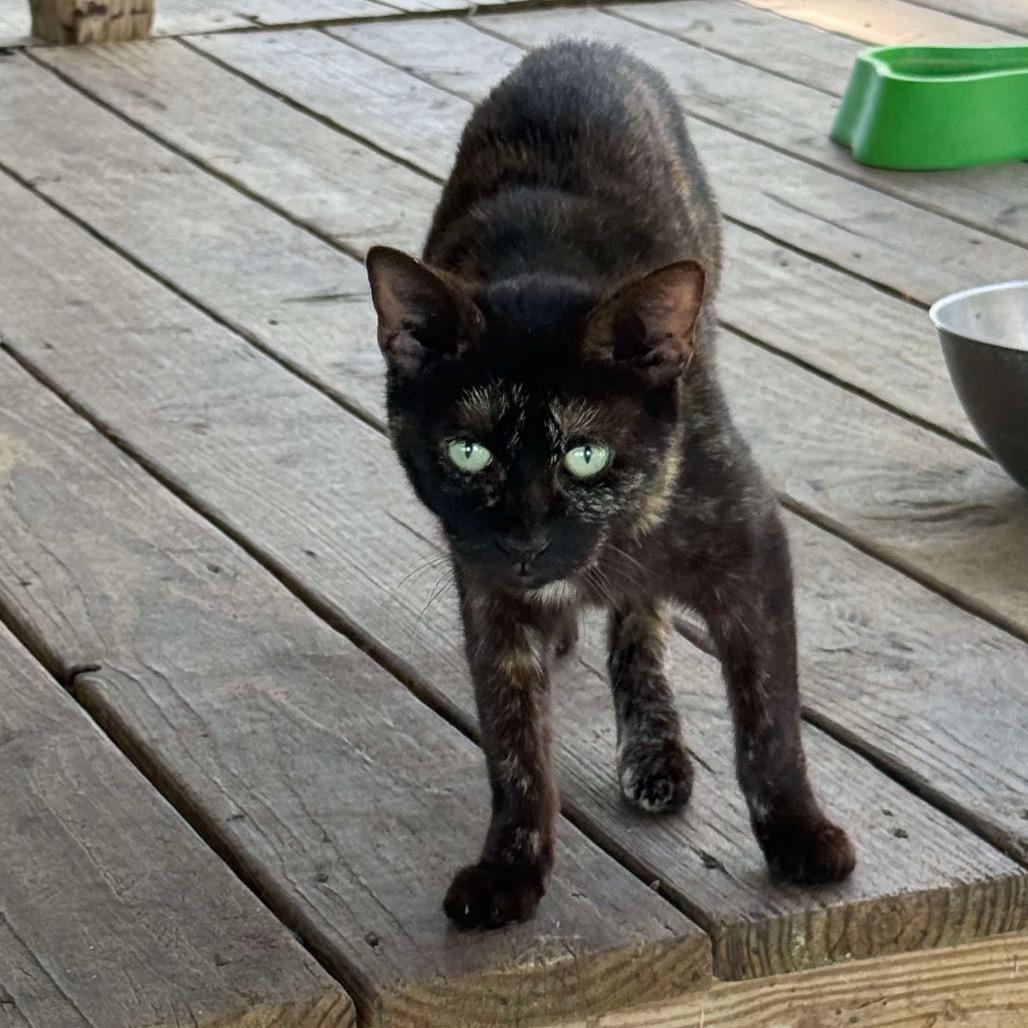 Enlarge Quinnie, a Adoptable Domestic Short Hair in Nashville, GA image 5/5