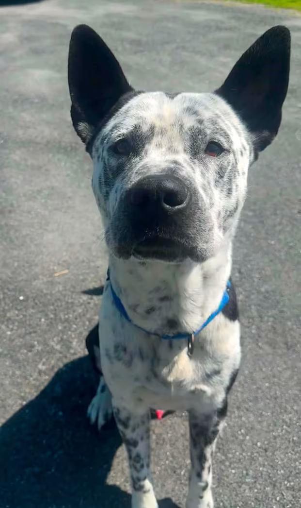 Enlarge Mack, a ADOPTABLE mixed breed in Randolph Center, VT image 1/4