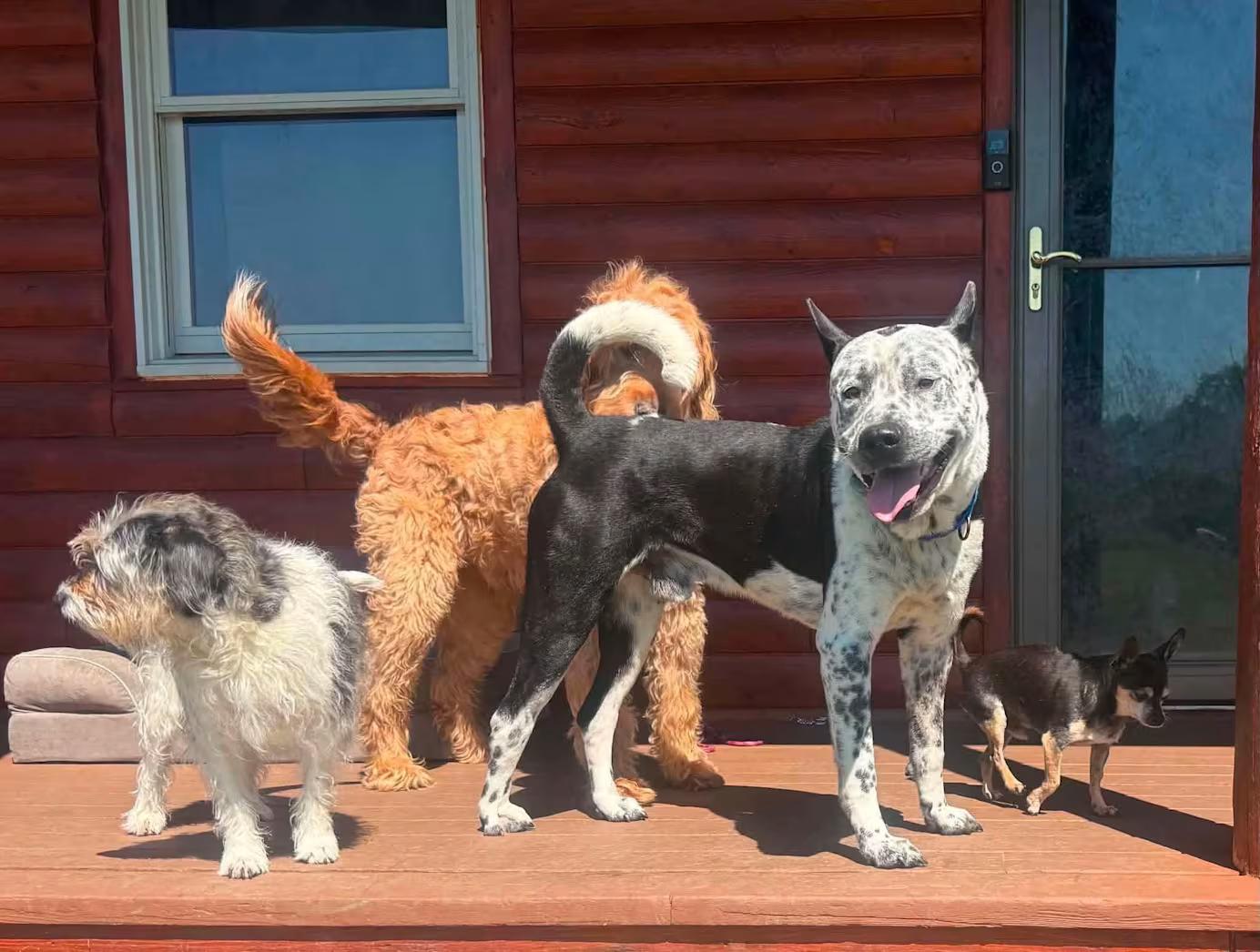 Enlarge Mack, a ADOPTABLE mixed breed in Randolph Center, VT image 4/4